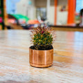 Kopper Kreation - Baby Copper Cactus Planter