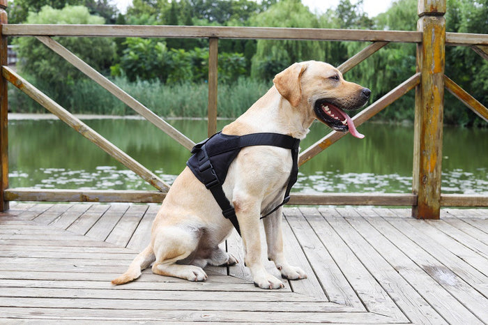 Black large dog harness set with adjustable chest strap and collar, suitable for comfortable walking and outdoor activities.