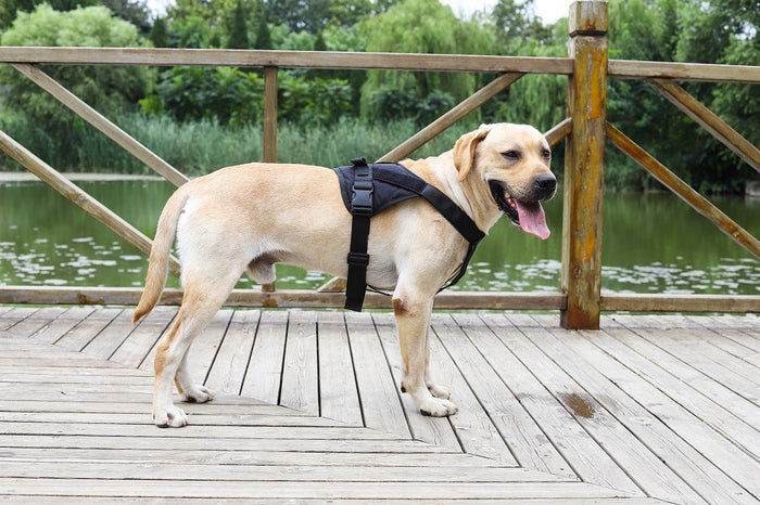 Black large dog harness set with adjustable chest strap, pet walking collar, and vest by dealonlinenz, suitable for active dogs.