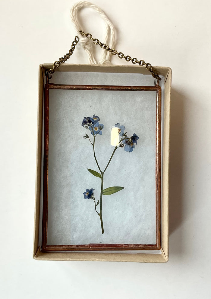 pressed forget me nots in a glass frame