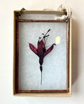 Pressed flower in a glass frame with a white background