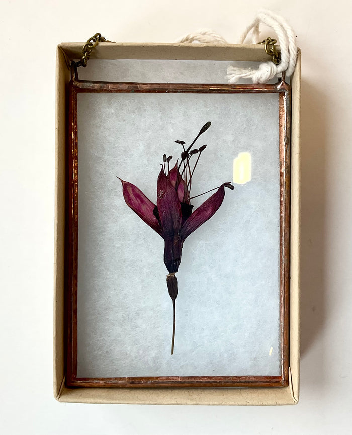 Pressed flower in a glass frame with a white background