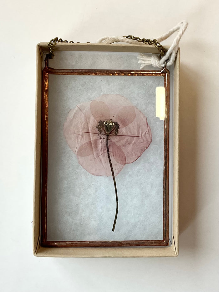 Framed pressed flower in a glass frame on a white background